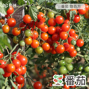 传家宝番茄种子虹越樱桃番茄圣女果西红柿蔬菜阳台园艺盆栽丰产