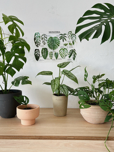 植物私生活 订单实付38元换购热植植物叶片图鉴贴墙插画透明胶片