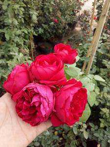 欧月-红色龙沙宝石（Red EDEN Rose）红龙沙 藤本月季花苗多季花