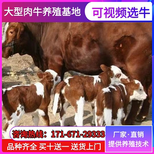 改良西门塔尔牛第四代三个月大小牛犊产肉高肉牛公牛母牛养殖技术