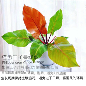 奥兰治 奥兰治品牌 价格 阿里巴巴