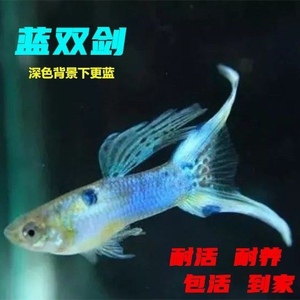 日本蓝双剑孔雀鱼观赏鱼宠物下崽包邮包活实物更好看母鱼没有颜色