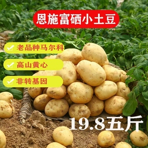 高山自家种植马尔科小土豆五斤包邮新鲜现挖现发