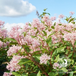 小汪的四季美洲茶 多年生常绿耐寒地被灌木植物 阳台庭院花卉盆景