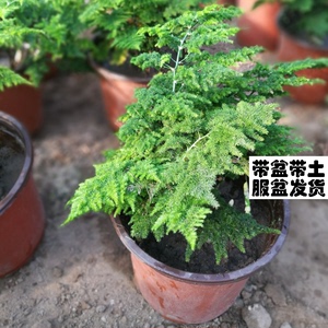 唐山云竹 原盆唐山矮云竹盆栽 矮文竹植物 矮生云竹 文竹球 包邮