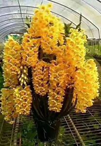 密花石斛兰 密花石斛兰品牌 价格 阿里巴巴