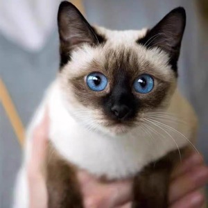 暹罗猫幼猫泰国纯种宠物猫咪挖煤工海豹重点色大黑脸蓝眼猫咪活物
