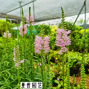 花镜植物假龙头随意草玫瑰女王盆栽多年生耐寒耐热宿根植物六倍利