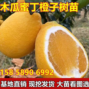 台湾木瓜蜜丁橙树苗嫁接苗木瓜丁橙苗香橙子果冻橙脐橙高甜度包邮