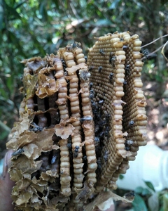 野生天然树酸蜂蜂蜜蚊子蜂蜜无刺蜂蜜500g药蜜树酸洞蜜老巢蜜
