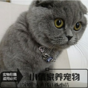 CFA血统 家养 英短折耳 蓝猫英国短毛猫 幼猫蓝色 蓝灰色宠物猫x