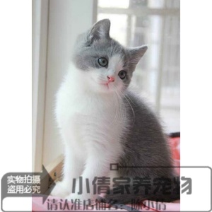 上海英短蓝白正八字脸粉鼻粉爪英国短毛猫活体宠物猫 纯种家养q