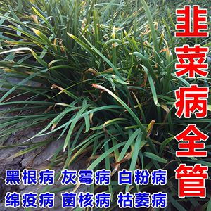 韭菜干尖黄叶专用药虫病灰霉根腐枯黄烂根百叶菌核叶面肥菌消康