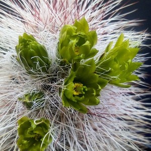 56白毛虾Echinocereus canus鹿角柱属仙人球实生白发虾青花虾变种