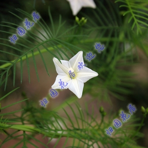 【羽叶茑萝种子 白色20粒】2023年新收五角星花种子 庭院爬藤植物