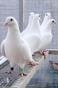 千里王大体白色赛鸽种鸽活体一对桑杰士慕利门血统信鸽受精蛋