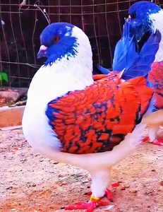 特大体中国红三色摩登种鸽活体一对青年活物元宝鸽肉鸽受精蛋种蛋