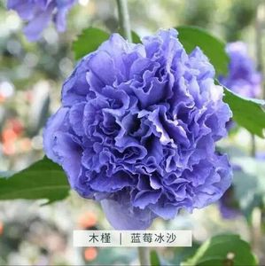 精品中国雪纺蓝莓冰沙紫玉薄荷木槿重瓣多年耐寒耐热四季盆栽花卉