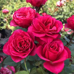 欧月永远的马焦雷大花微月月季花苗盆栽阳台绿植蔷薇玫瑰