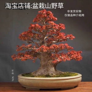 琴姬是日本红枫中叶子特小　枝节稠密的八房品种　本店供应原生苗