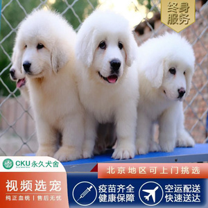 北京纯种大白熊幼犬活体宠物狗赛级双血统巨型大型比利牛斯山地犬