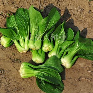 上海青种子小青菜种籽正宗冬季籽种孑四季油莱秋季冬季菜籽油菜