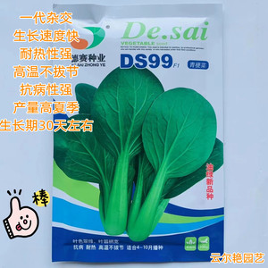 DS99青菜种子一代杂交耐热生长速度快青菜种子生长期30天菜种子籽