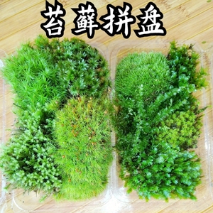 鲜活星星藓苔藓微景观盆景铺面装饰造景材料生态瓶青苔满20元包邮