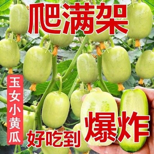 迷你小黄瓜种子金童玉女水果黄瓜种子春夏季四季阳台盆栽蔬菜种子