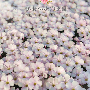 【粉白桃之辉oxalis glabra pink white】酢浆草种球合集迷糊仙女