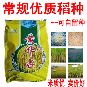 黄华占 稻谷种子 优质稻种 常规水稻 米质优产量高