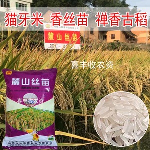 谷种优质香丝苗稻谷种子 常规稻 麓山丝苗 水稻长粒香米 稻种