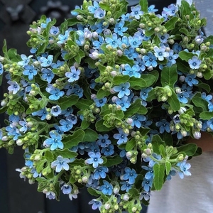 蓝星花鲜花兰星蓝心云南斗南鲜花基地直发昆明花卉市场批鲜切花发