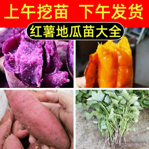 红薯苗地瓜秧苗烟薯25号番薯小紫薯苗板栗蜜薯苗秧本地高产西瓜红