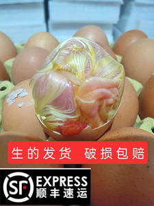 顺丰包邮生10/40枚毛鸡蛋鸡胚蛋 喜蛋 毛蛋 旺鸡蛋非活珠子凤凰蛋