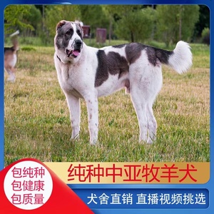 纯种中亚牧羊犬大体巨型猛犬活体中亚幼犬护卫犬牧羊幼崽养殖资料