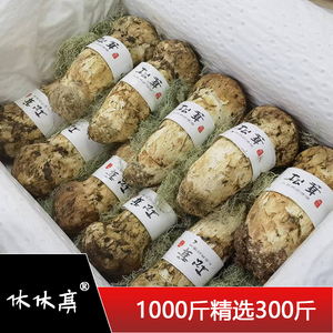 【顺丰】2024年川西高原野生冷冻松茸片新鲜500克出口级小金松茸