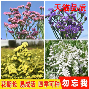 勿忘我种子蓝色勿忘草花籽四季易种植花种子植物庭院阳台盆栽花卉