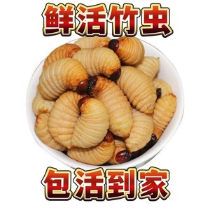 鲜活竹虫活体速冻 竹笋虫 竹象虫新鲜椰子虫竹蛹食用油炸