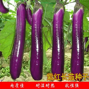 紫红长茄种子种籽春秋季耐热阳台盆栽四季农家紫色茄种子蔬菜种植