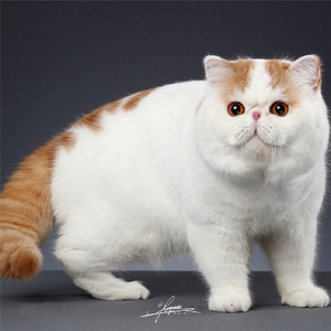 加菲猫纯种虎斑电影版加菲波斯长毛纯白大脸猫红虎纯黑幼猫宠物猫