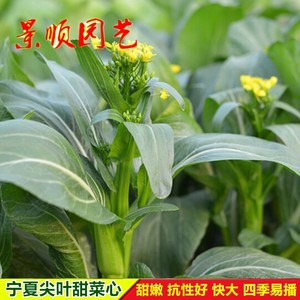 宁夏尖叶甜菜心种子四季蔬菜种孑广东甜脆油菜心菜苔盆栽青菜种籽