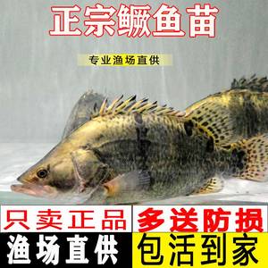 鳜鱼苗桂花鱼苗淡水养殖食用翘嘴桂白桂斑鳜鱼凶猛波纹鳜路亚斑桂