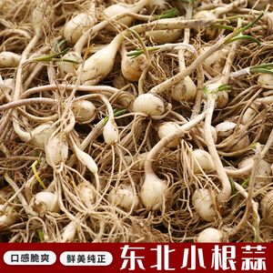 东北小根蒜新鲜现挖野生山野菜野山蒜小根菜东北包邮野山葱新鲜