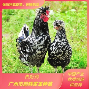 广东纯种贵妃鸡苗、出壳贵妃鸡土鸡种苗、提供养殖技术多咨询
