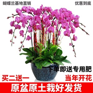精品大花盆栽花苗植物胡蝶兰花盆栽带花蝴蝶兰四季开花带花剑风情 阿里巴巴找货神器