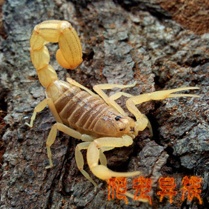 蝎子宠物黄鳄背蝎子巴基斯坦黄鳄背蝎新手入门推荐沙漠蝎活体蝎子