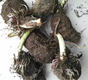 广西荔浦大芋头小芋艿新鲜正宗大香芋农家种植栽培育子绿蔬菜苗物