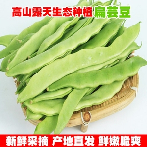 云南高山扁豆新鲜现摘长四季豆角农家蔬菜芸豆菜豆当季无筋豆5斤