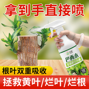 免稀释巴西木专用营养液巴旦木专用肥料家用花卉植物液体肥幸运木